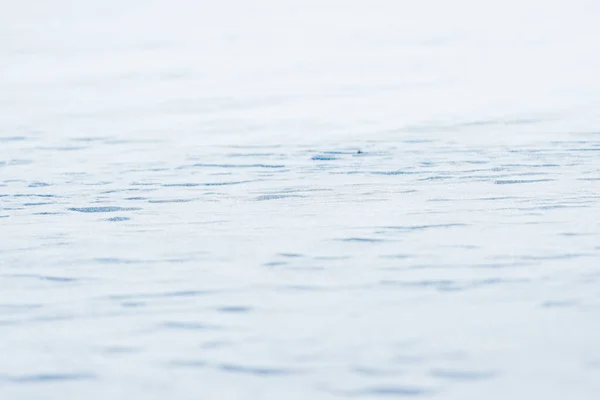 Ein Zugefrorener See Schnee Aus Nächster Nähe Halbinsel Kola Gebiet — Stockfoto