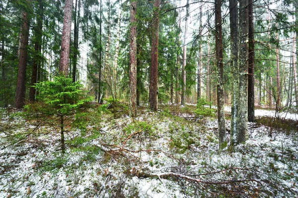 穿过白雪覆盖的神秘的常绿森林 原木特写 瑞典的自然 环境保护 黑暗的大气景观 — 图库照片