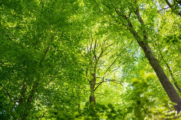 Letní Lesní Krajina Zelený Bukový Les Stromy Blízko Sebe Německo — Stock fotografie