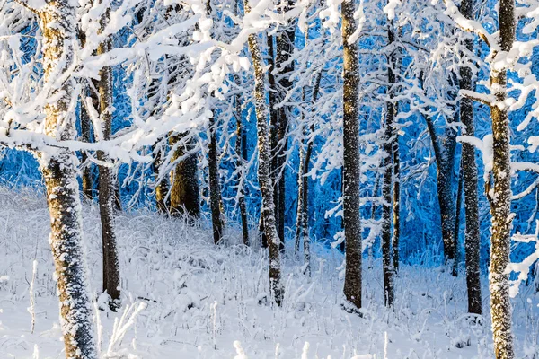 Bliska Pokryte Śniegiem Brzozy Zimowy Krajobraz Lasu Łotwa — Zdjęcie stockowe