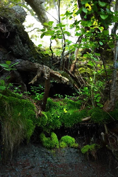 Pemandangan Hutan Konifer Campuran Pantai Berbatu Laut Baltik Sebuah Pohon — Stok Foto