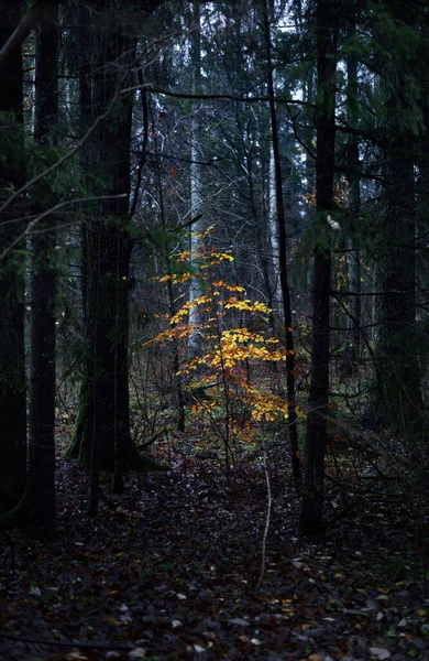 Nebbia Mattutina Scena Della Foresta Oscura Faggi Foglie Colorate Primo — Foto Stock