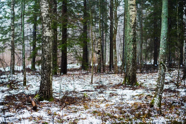 Winterlandschap Witte Mist Het Bos Dennenbomen Puur Ochtendlicht Zweden — Stockfoto