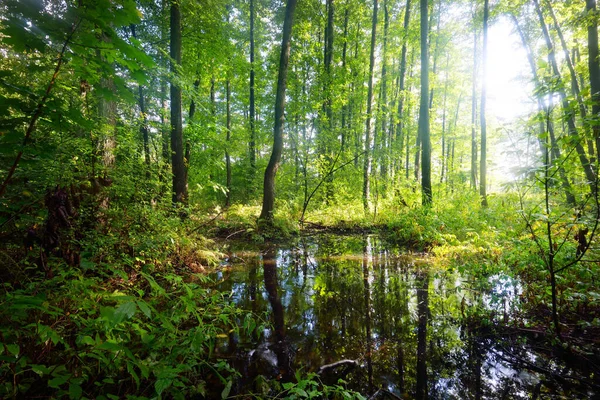 View Green Swampy Forest Rain Sun Rays Tree Trunks Latvia — Stock Photo, Image