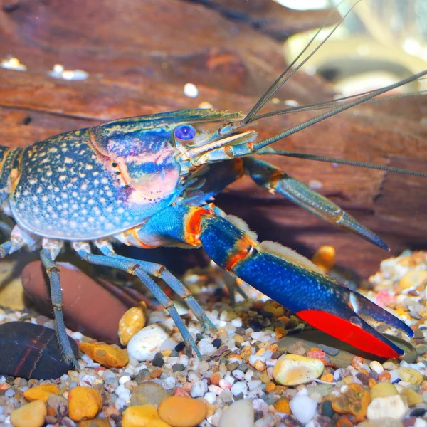 Colorido Cangrejo Río Azul Australiano Cherax Quadricarinatus Acuario —  Fotos de Stock