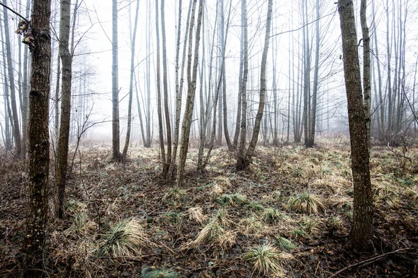 Erdős Táj Reggeli Köd Egy Felhős Téli Napon Lettország — Stock Fotó