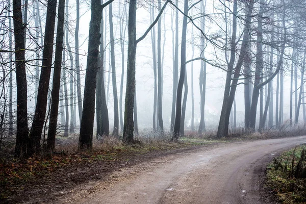 森の風景 木々の間に未舗装の道路 曇りの冬の日の朝の霧 ラトビア — ストック写真