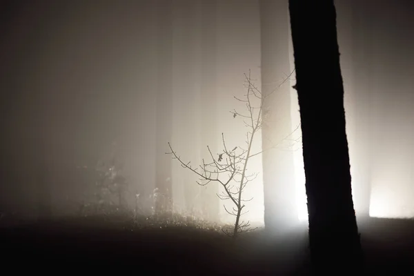Dark Forest Scene Light Rays Silhouettes Pine Birch Trees Night — Stock Photo, Image