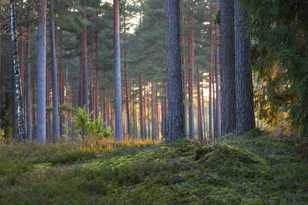 Herfst Landschap Donkere Bosscène Mossige Dennen Dennenbomen Bij Zonsondergang Gouden — Stockfoto