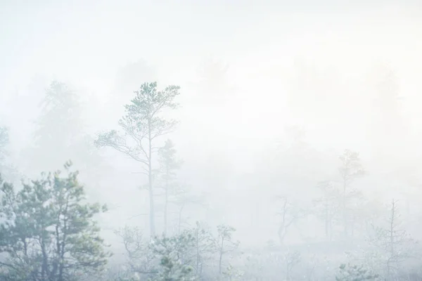 Swamp Sunrise Young Pine Trees Close Fog Clear Blue Morning — Stock Photo, Image