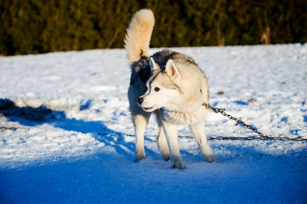 Husky Wandern Und Spielen Schnee Einem Klaren Sonnigen Wintertag Lappland — Stockfoto
