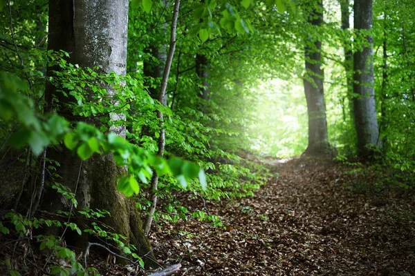 Paisaje Forestal Verano Bosque Haya Verde Árboles Primer Plano Alemania —  Fotos de Stock