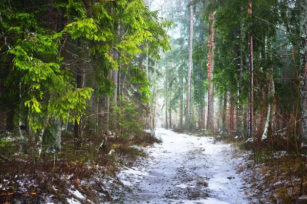 Παγωμένος Αγροτικός Δρόμος Μέσα Από Μυστηριώδη Μικτά Κωνοφόρα Δάση Αειθαλές — Φωτογραφία Αρχείου