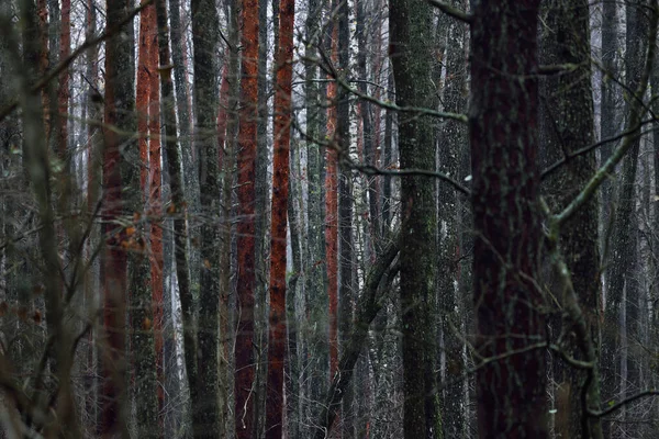 Escena Del Bosque Oscuro Día Lluvioso Otoño Troncos Musgosos Cerca —  Fotos de Stock