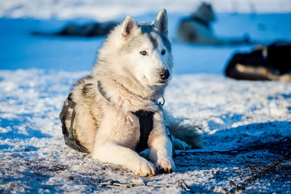 Husky Spaceruje Bawi Się Śniegu Słoneczny Zimowy Dzień Laponia Finlandia — Zdjęcie stockowe