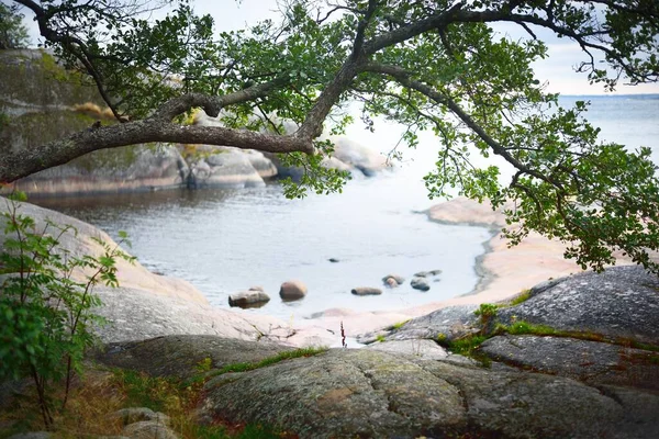 Forêt Feuilles Persistantes Près Littoral Rocheux Péninsule Hanko Golfe Finlande — Photo