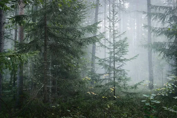 Pino Abeti Una Nebbia Mattutina Scena Della Foresta Oscura Kemeri — Foto Stock