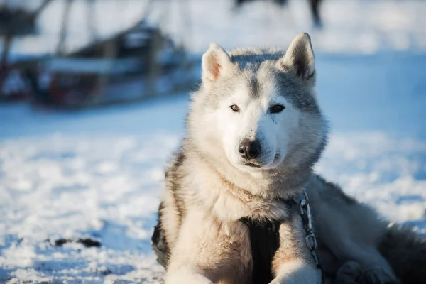 Husky Spaceruje Bawi Się Śniegu Słoneczny Zimowy Dzień Laponia Finlandia — Zdjęcie stockowe