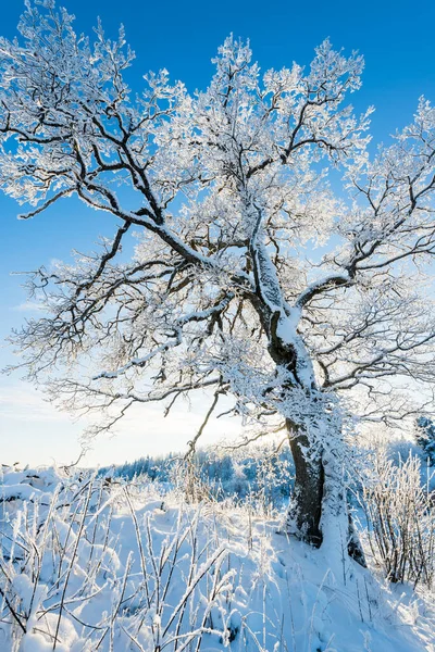 晴れた冬の日に丘の上に雪に覆われた古いオークの木 澄んだ青い空 ラトビア — ストック写真