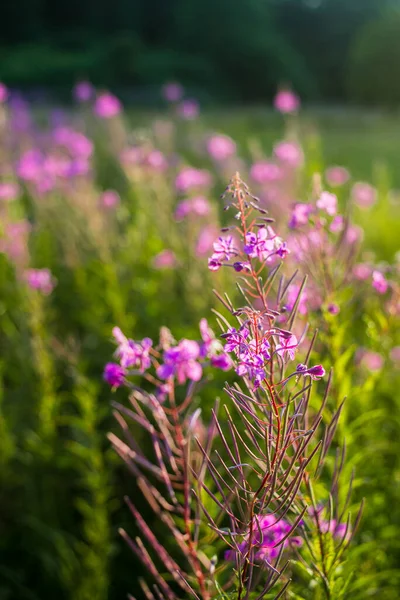 Růžové Květy Při Západu Slunce Zblízka Kvetoucí Venkovské Hřiště Letní — Stock fotografie