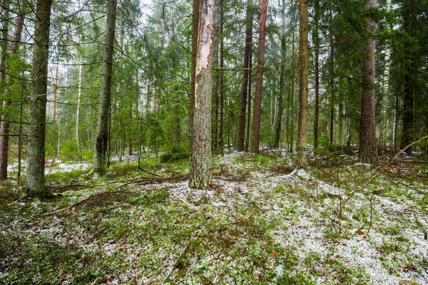 Зимний Пейзаж Белый Туман Лесу Сосны Чистый Утренний Свет Швеция — стоковое фото