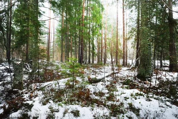 Weg Durch Schneebedeckten Geheimnisvollen Immergrünen Wald Kiefern Fichten Tannen Stämme — Stockfoto