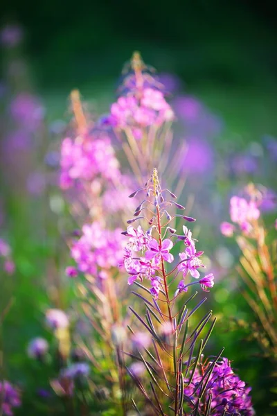 日落时的粉红色花朵 盛开的乡村田野 夏天的风景温暖的黄昏阳光 拉脱维亚 — 图库照片