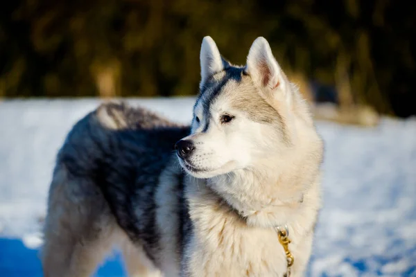 Husky Kráčí Sněhu Jasného Slunečného Zimního Dne Laponsko Finsko — Stock fotografie