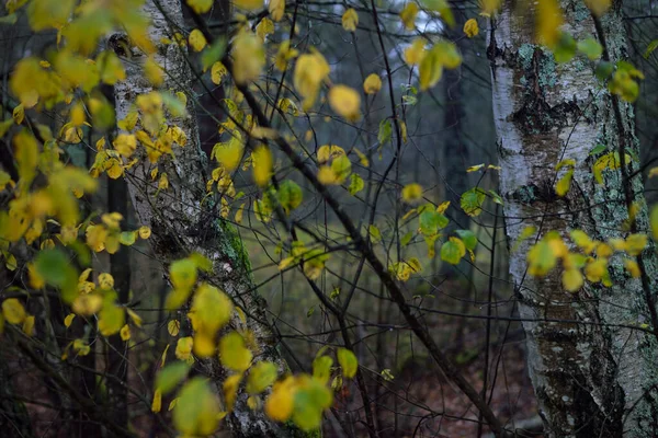 Donkere Bosscène Een Regenachtige Herfstdag Mossige Boomstammen Gouden Berken Van — Stockfoto