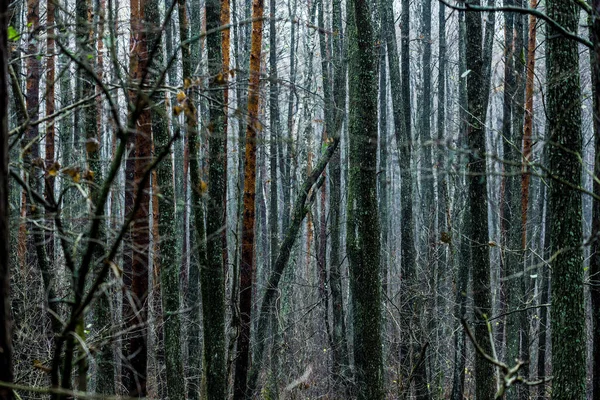 Temná Lesní Scéna Deštivý Podzimní Den Borovice Břízy Větve Barevné — Stock fotografie