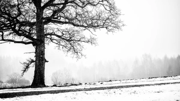 霧の朝だ 冬の田園風景 白い曇天に対する雪に覆われた緑の農業地帯の眺め 背景の森 孤独な木のクローズアップ ポーランド — ストック写真
