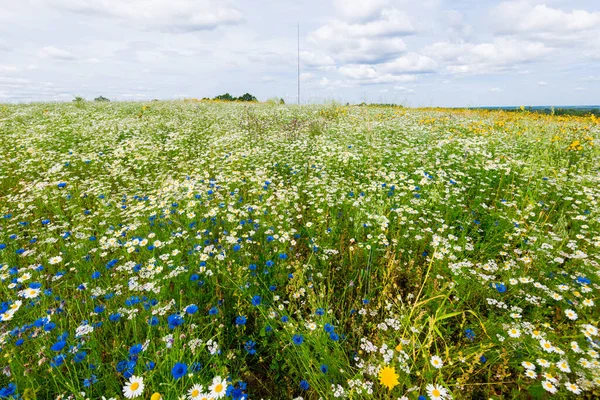 Divoké Květiny Zblízka Panoramatický Pohled Kvetoucí Heřmánkové Pole Zatažená Modrá — Stock fotografie