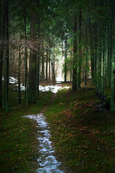 Fryst Landsväg Genom Mystisk Barrskog Naturlig Tunnel Evergreen Tall Gran — Stockfoto