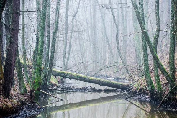 Paesaggio Della Foresta Oscura Fiume Alberi Nella Nebbia Una Giornata — Foto Stock