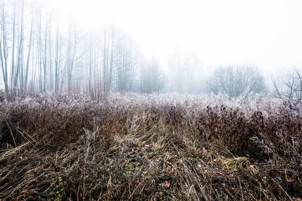 Лесной Пейзаж Утренний Туман Облачный Зимний День Латвия — стоковое фото