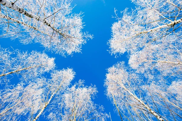 Paisagem Inverno Neve Geada Nas Bétulas Contra Céu Azul Claro — Fotografia de Stock