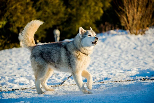 Husky Camminare Giocare Nella Neve Una Chiara Giornata Invernale Soleggiata — Foto Stock