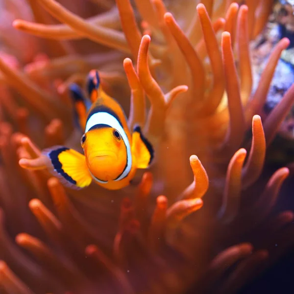 Amphiprion Ocellaris Bohóc Anemonban Természetes Tengeri Békászó — Stock Fotó