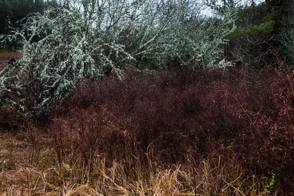 Scène Forêt Sombre Jour Automne Pluvieux Pin Mousse Bouleaux Branches — Photo