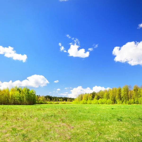 Classical Meadow Landscape Green Grass Trees Background Latvia Stock Picture