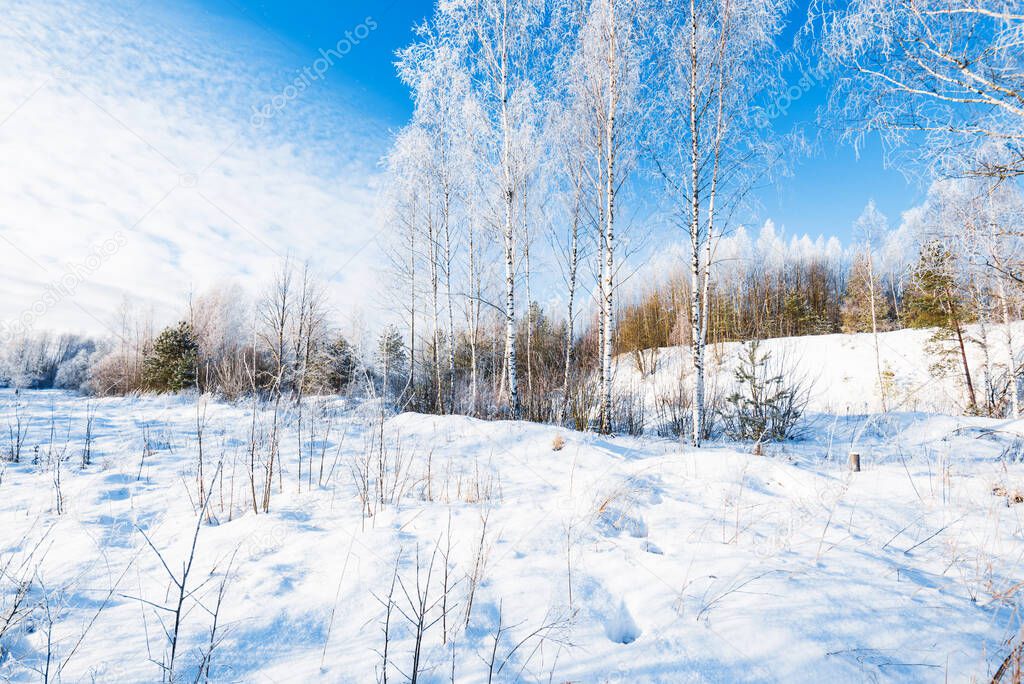 Young frosty birch trees on a sunny winter day after a blizzard. Falling snowflakes. Snow-covered hills in the old city park. Ulbroka, Latvia. Environmental conservation, recreation theme