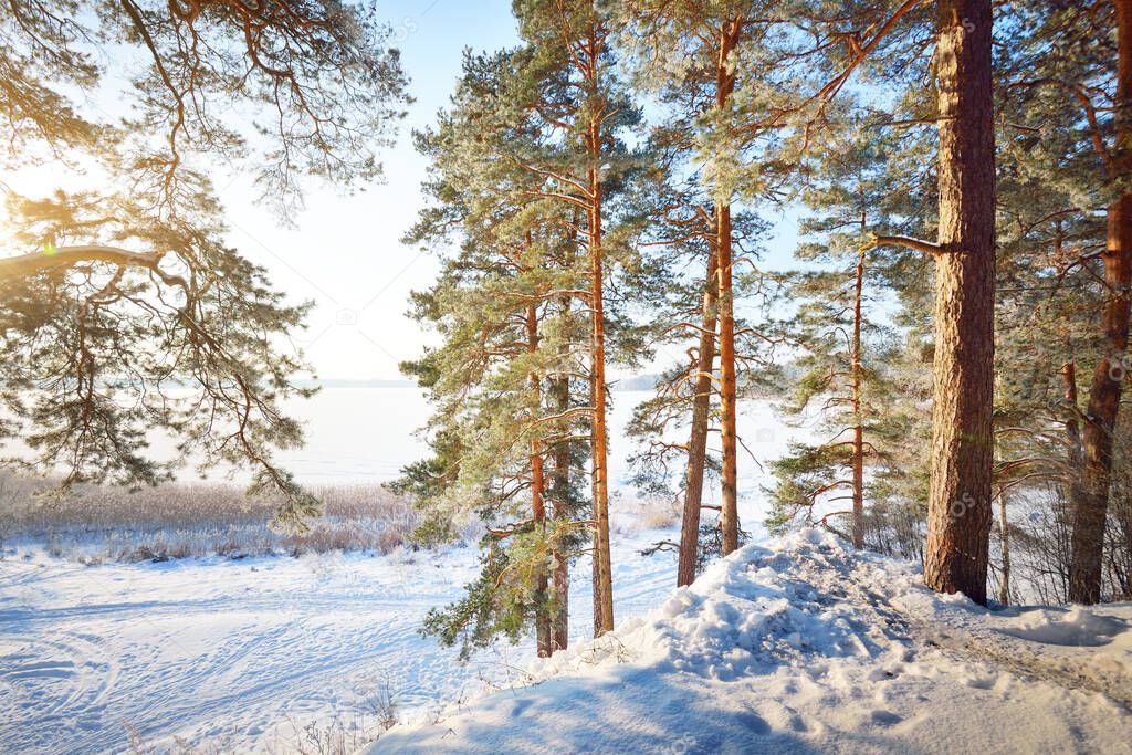 Winter forest scene. Snow-covered pine trees, hills and walkways. Frozen river in the background. Sun rays and pure evening light. Latvia