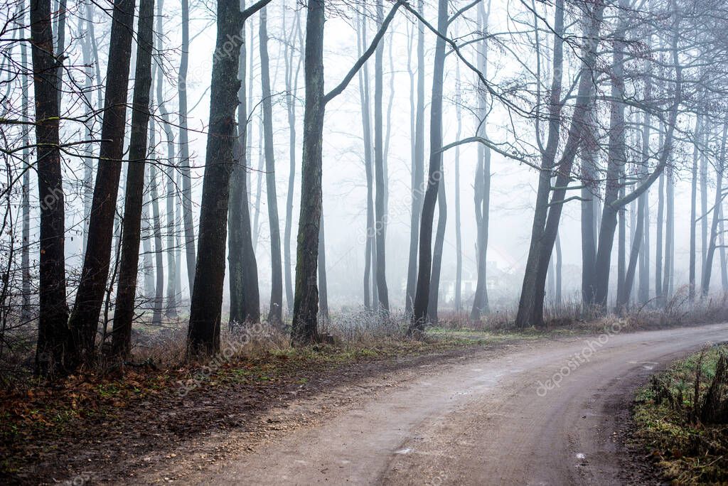 The forest landscape. A dirt road through the trees. Morning fog on a cloudy winter day. Latvia