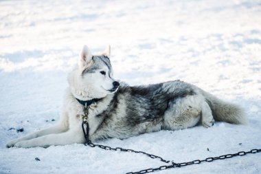 Açık ve güneşli bir kış gününde Husky karda yürüyor ve oynuyor. Laponya, Finlandiya