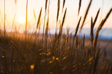 Gün batımında Baltık Denizi kıyısında. Kum tepecikleri, bitkiler ve su yakından sıçrıyor. Letonya