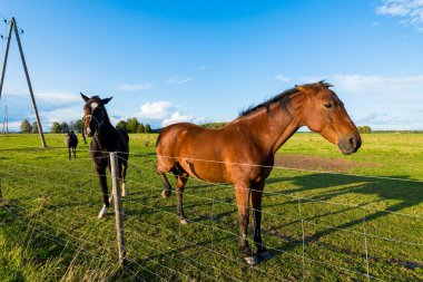 Açık bir sonbahar gününde çiftliğin manzarası, Letonya 'da kahverengi ve siyah atlar.