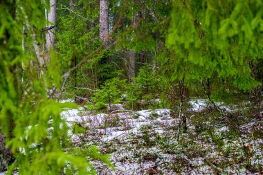 Kış kır manzarası. Ormanda beyaz bir sis. Çam ağaçları ve saf sabah ışığı. Almanya
