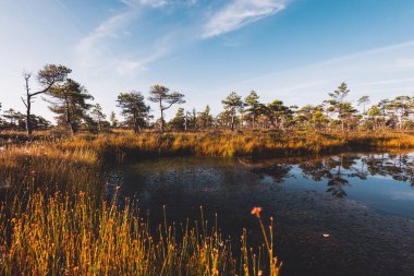 Gün doğumunda kristal berrak göl (bataklık) üzerinde açık mavi gökyüzü. Arka planda çam ağaçları ve funda çiçekleri var. Suyun simetri yansımaları, doğal ayna. Letonya Kemeri Milli Parkı 'nda sonbahar