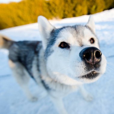 Açık ve güneşli bir kış gününde Husky karda yürüyor ve oynuyor. Laponya, Finlandiya