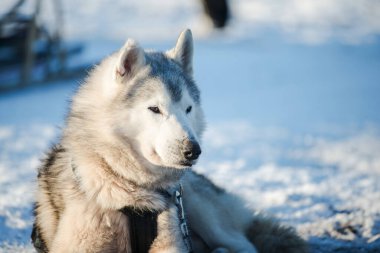 Açık ve güneşli bir kış gününde Husky karda yürüyor ve oynuyor. Laponya, Finlandiya
